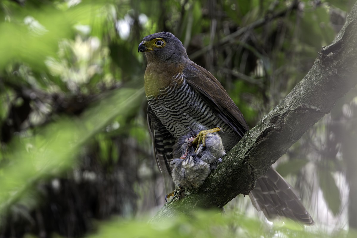 sokolec pralesní - ML645366621