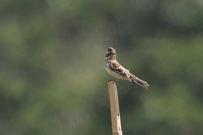 Rustic Bunting - ML645366625