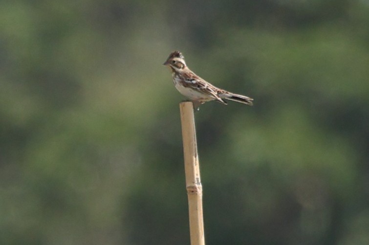 Rustic Bunting - ML645366626
