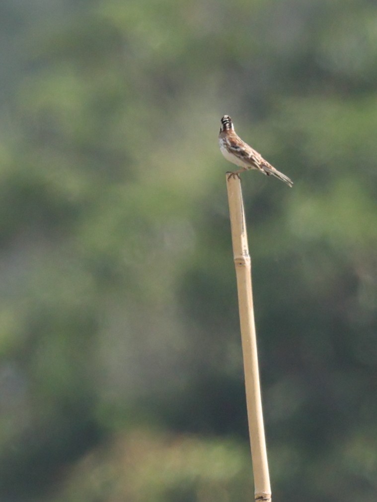 Rustic Bunting - ML645366627