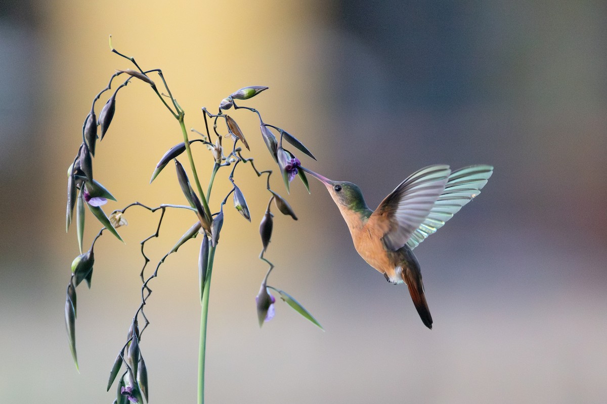 Cinnamon Hummingbird - ML645366630