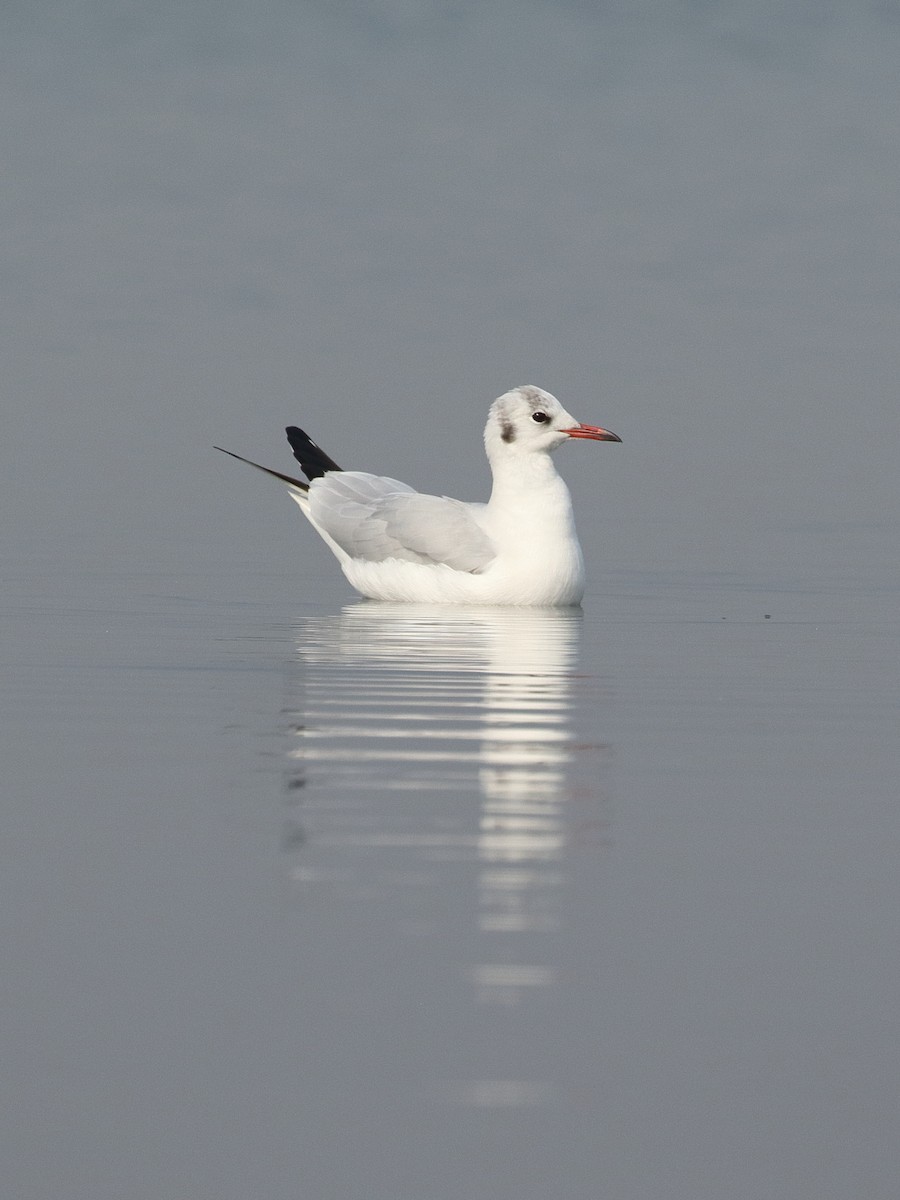 hettemåke - ML645366642