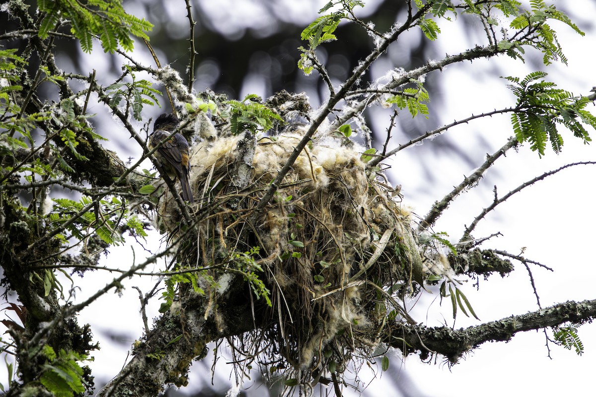 Crested Becard - ML645366647