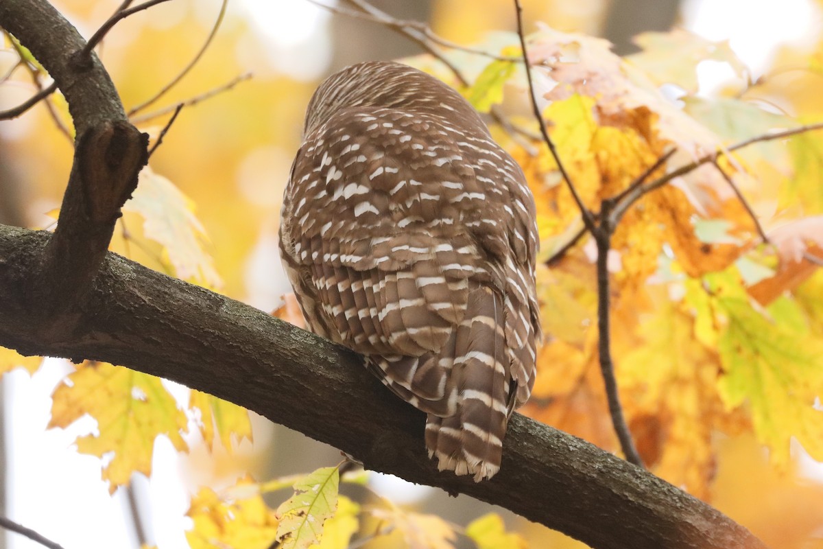 Barred Owl - ML645366649