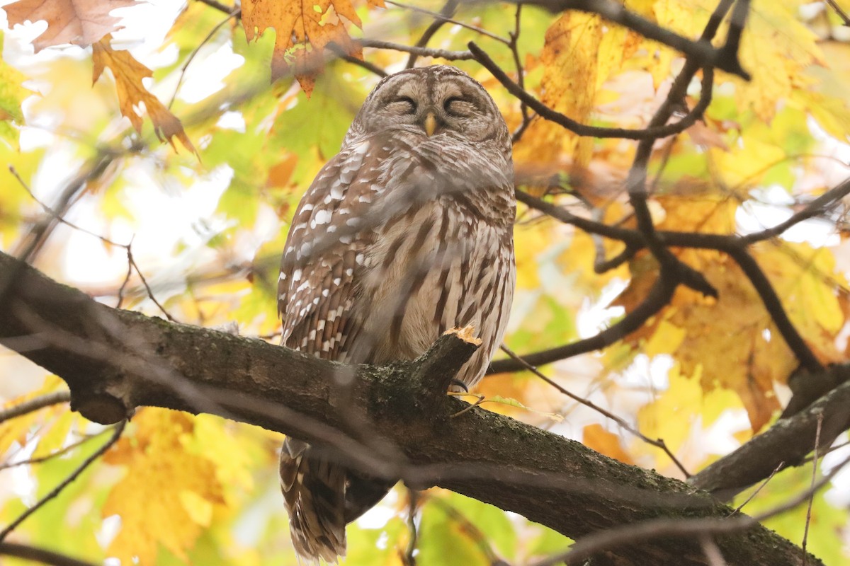 Barred Owl - ML645366650