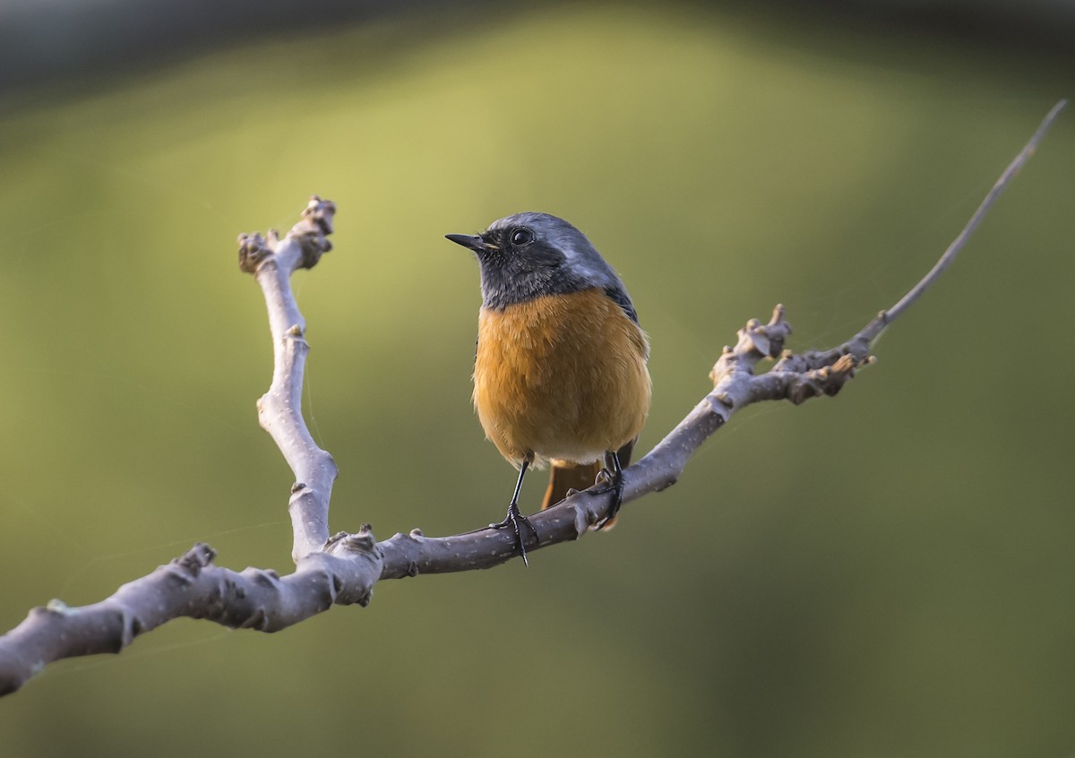 חכלילית סיבירית - ML645366651
