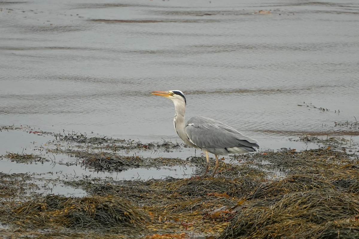 Gray Heron - ML645366659