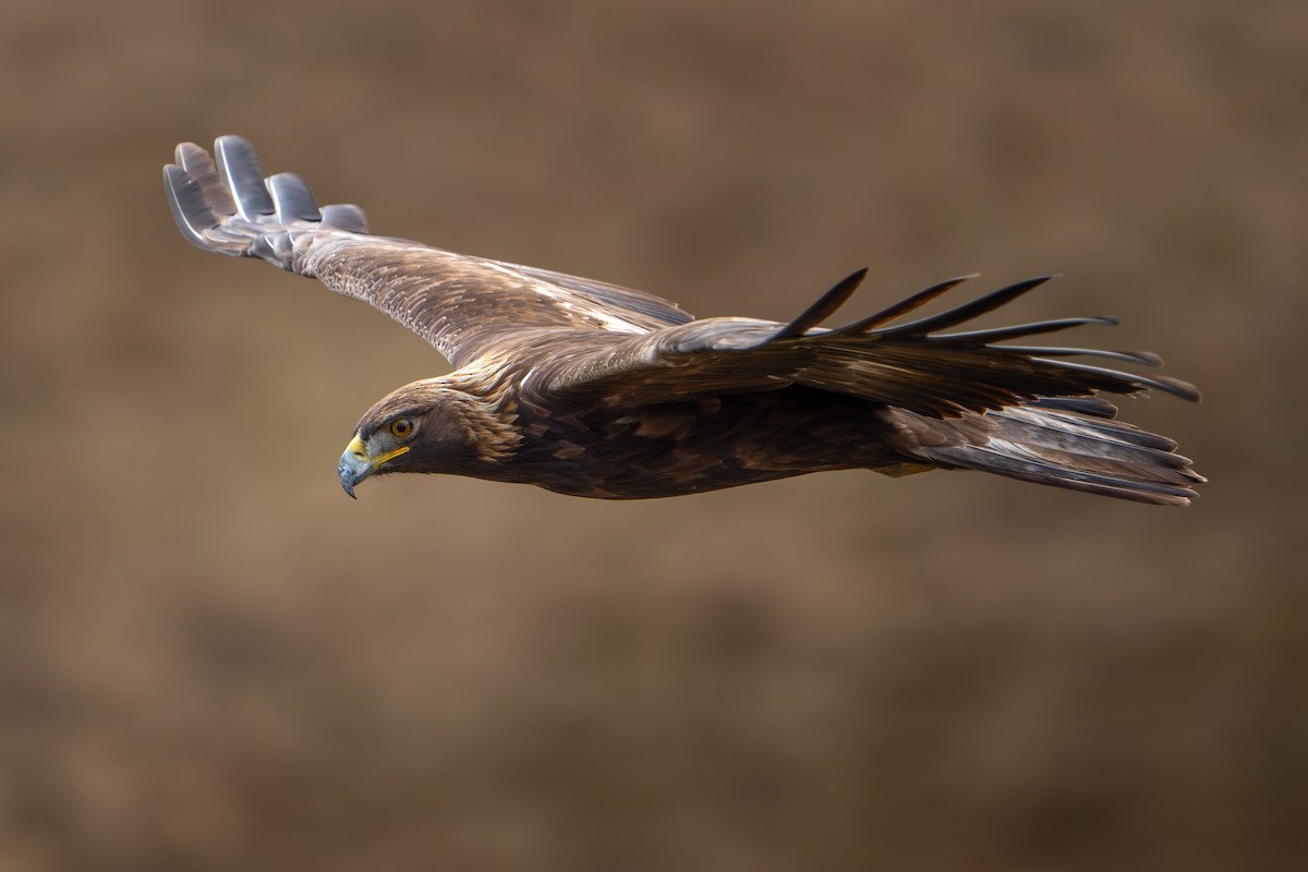 Golden Eagle - ML645366660