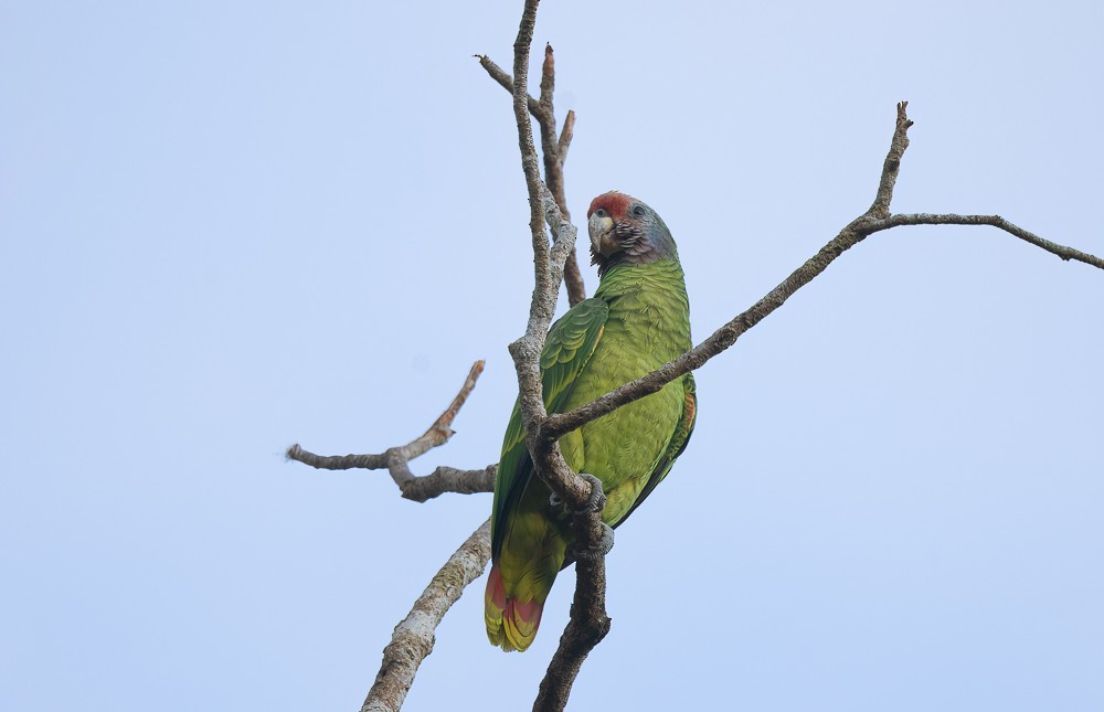 Red-tailed Amazon - ML645366661