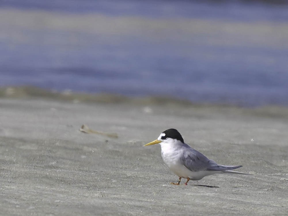 Australian Fairy Tern - ML645366662