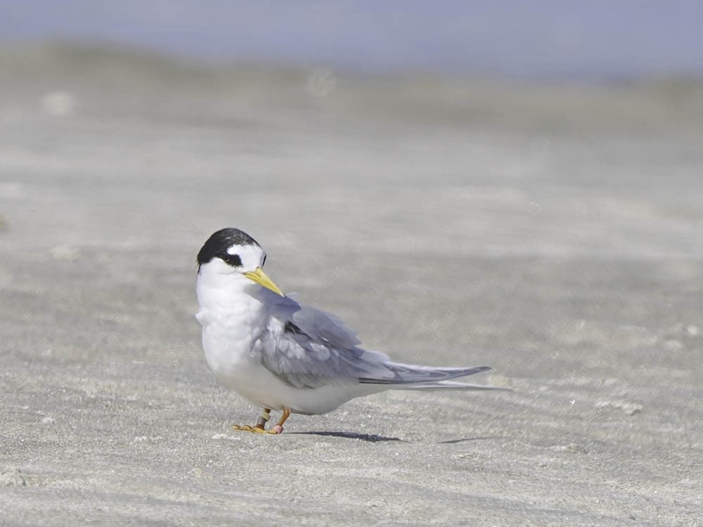 Australian Fairy Tern - ML645366664