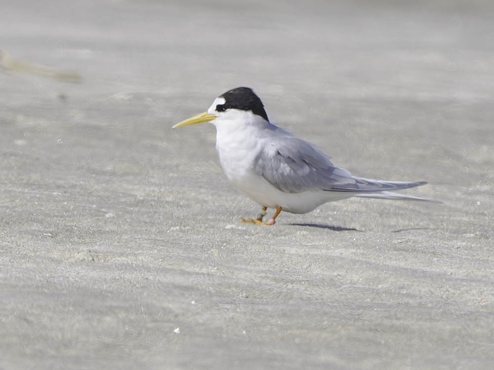 Australian Fairy Tern - ML645366665