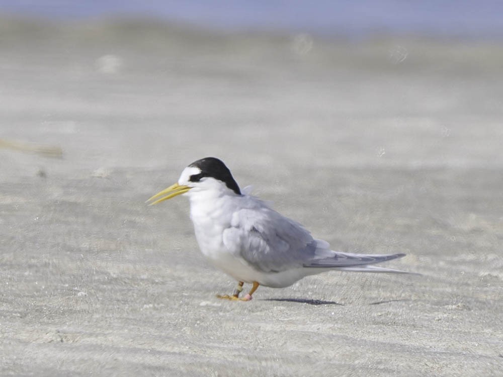 Australian Fairy Tern - ML645366666
