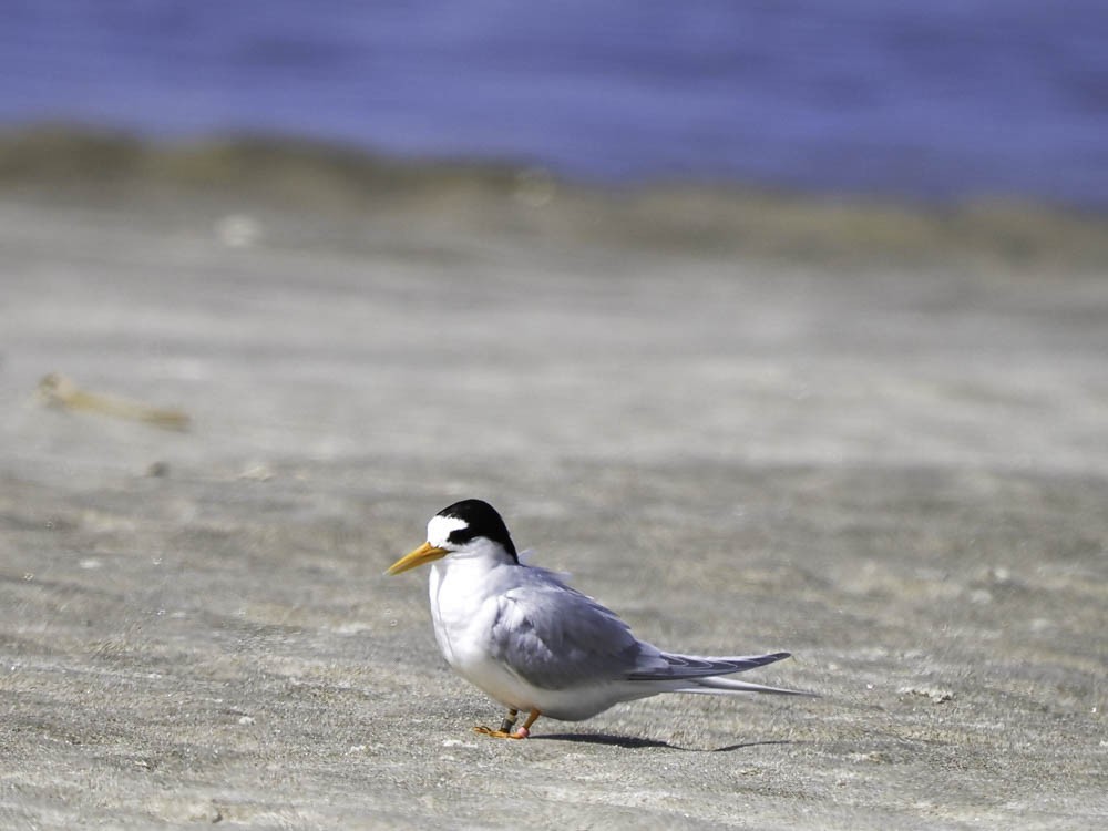 Australian Fairy Tern - ML645366667