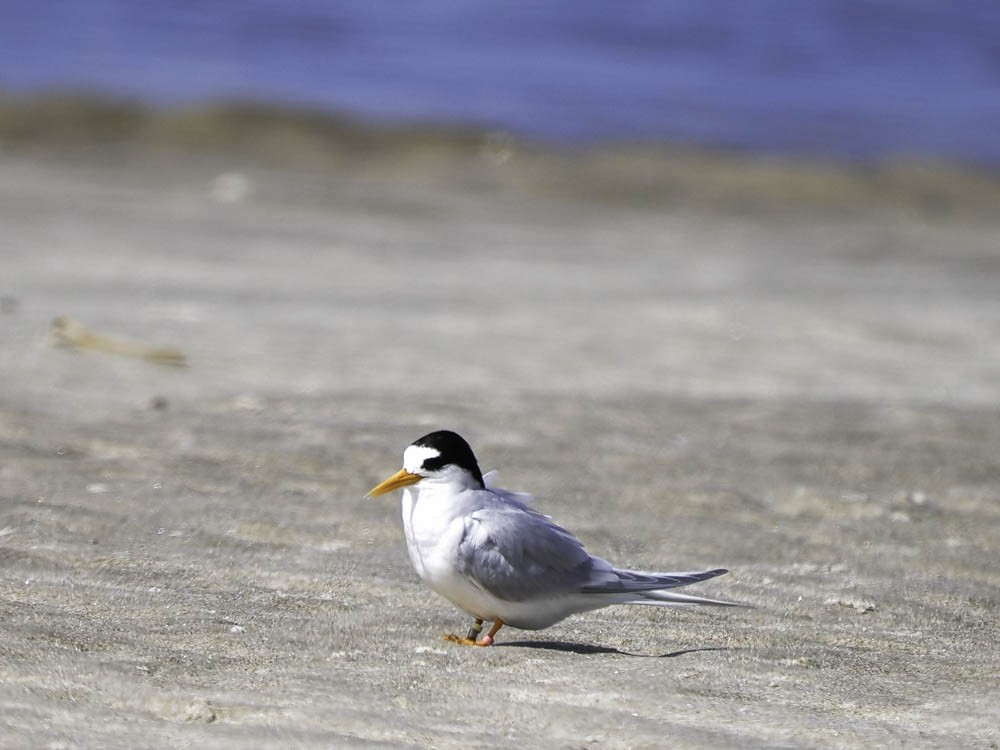 Australian Fairy Tern - ML645366668