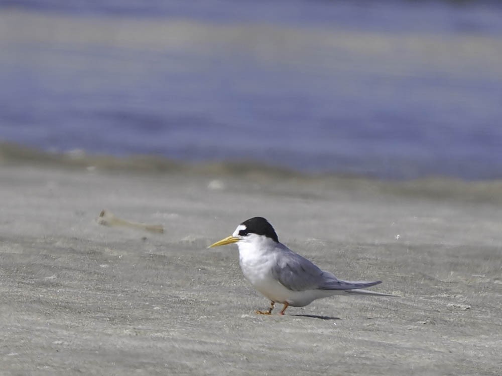 Australian Fairy Tern - ML645366669