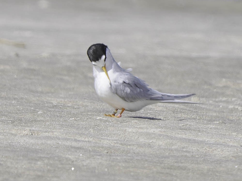 Australian Fairy Tern - ML645366670