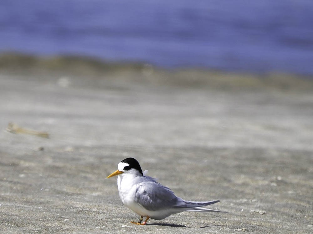 Australian Fairy Tern - ML645366671