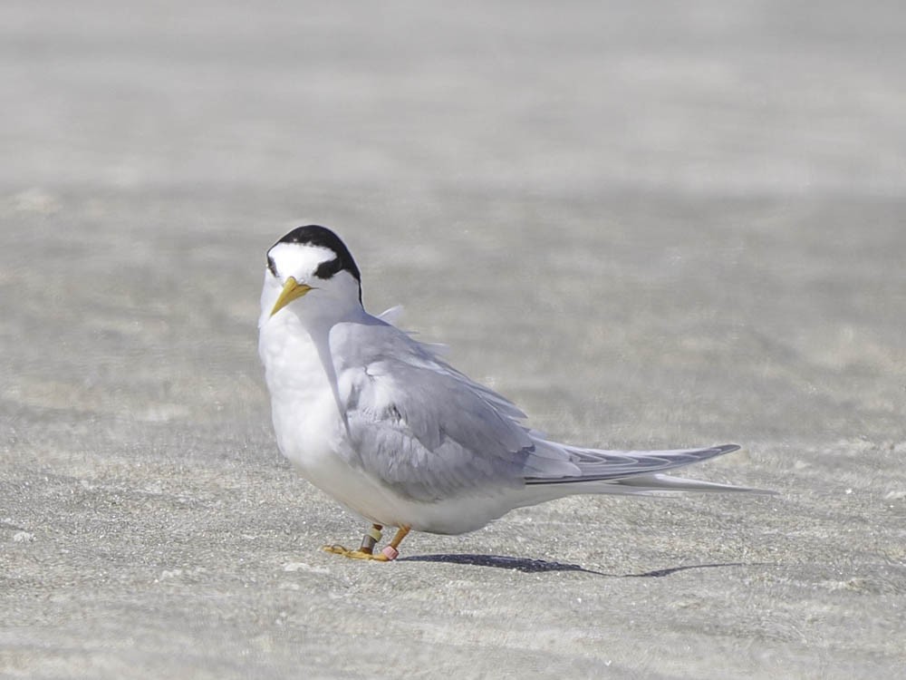 Australian Fairy Tern - ML645366672