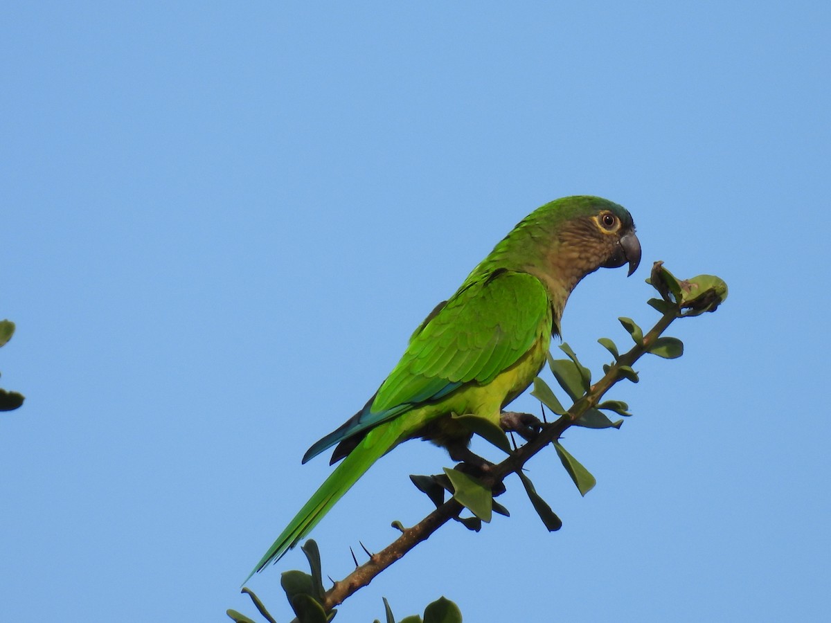 Аратинга рудоволий - ML645366674