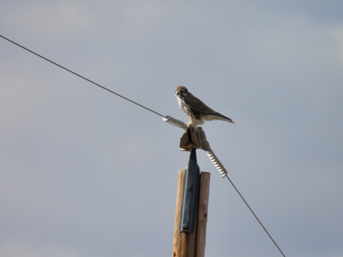 Prairie Falcon - ML645366676