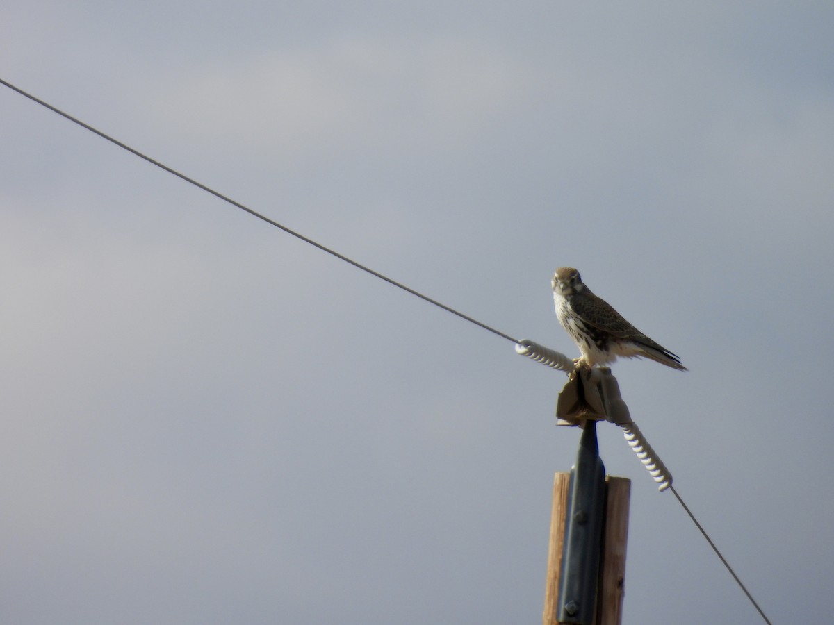 Prairie Falcon - ML645366677