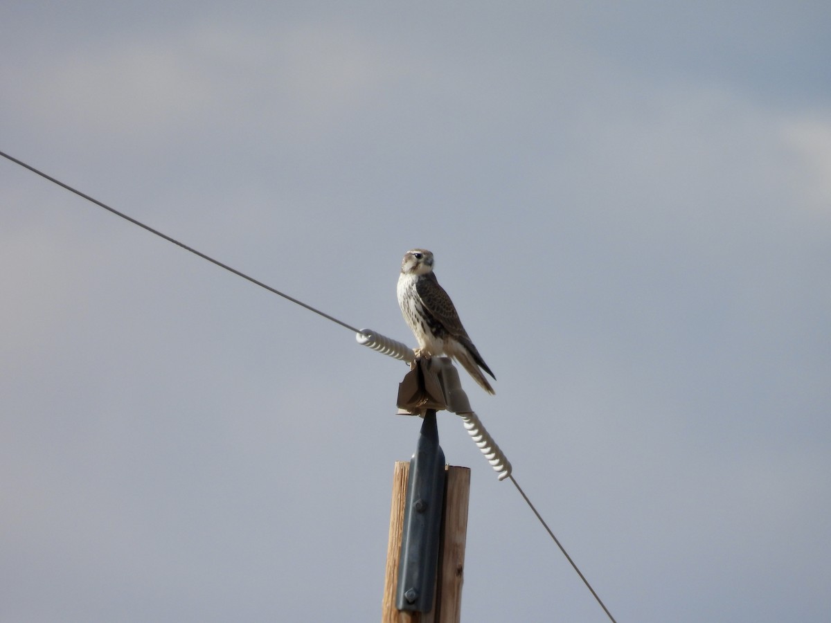 Prairie Falcon - ML645366678