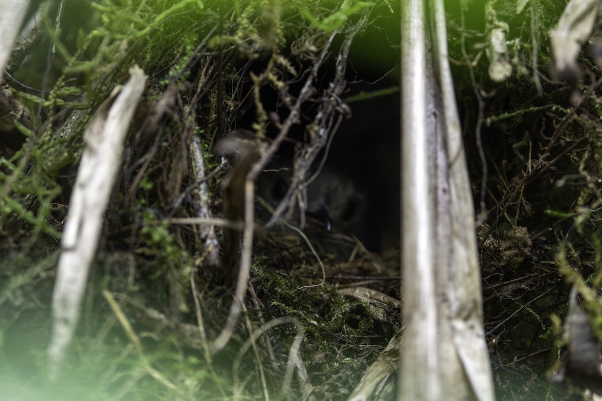 Gray-hooded Flycatcher - ML645366679