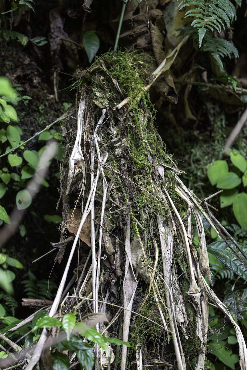 Gray-hooded Flycatcher - ML645366680