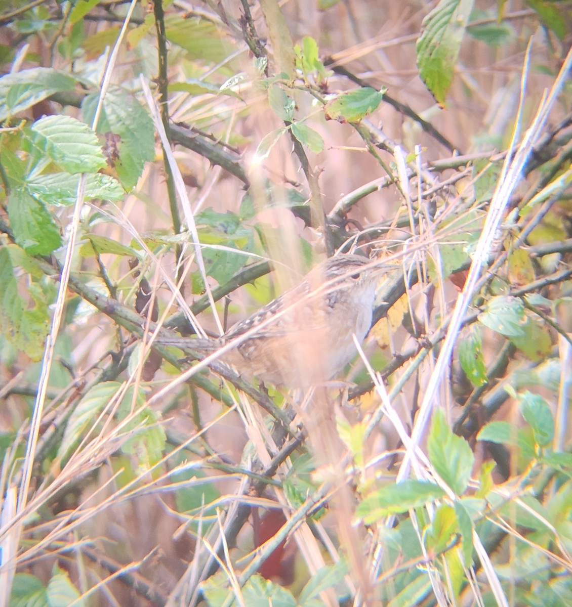 Sedge Wren - ML645366687