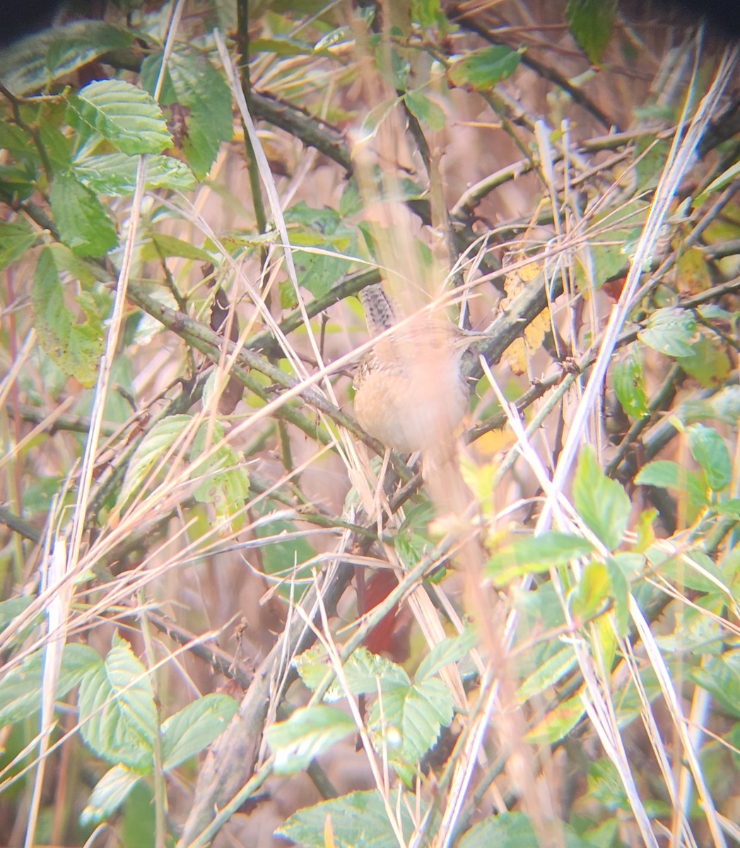 Sedge Wren - ML645366689