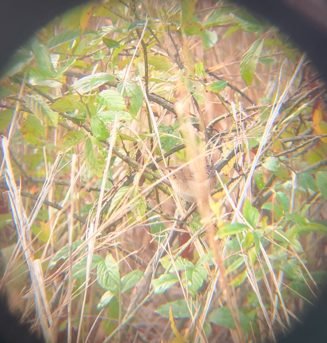 Sedge Wren - ML645366690