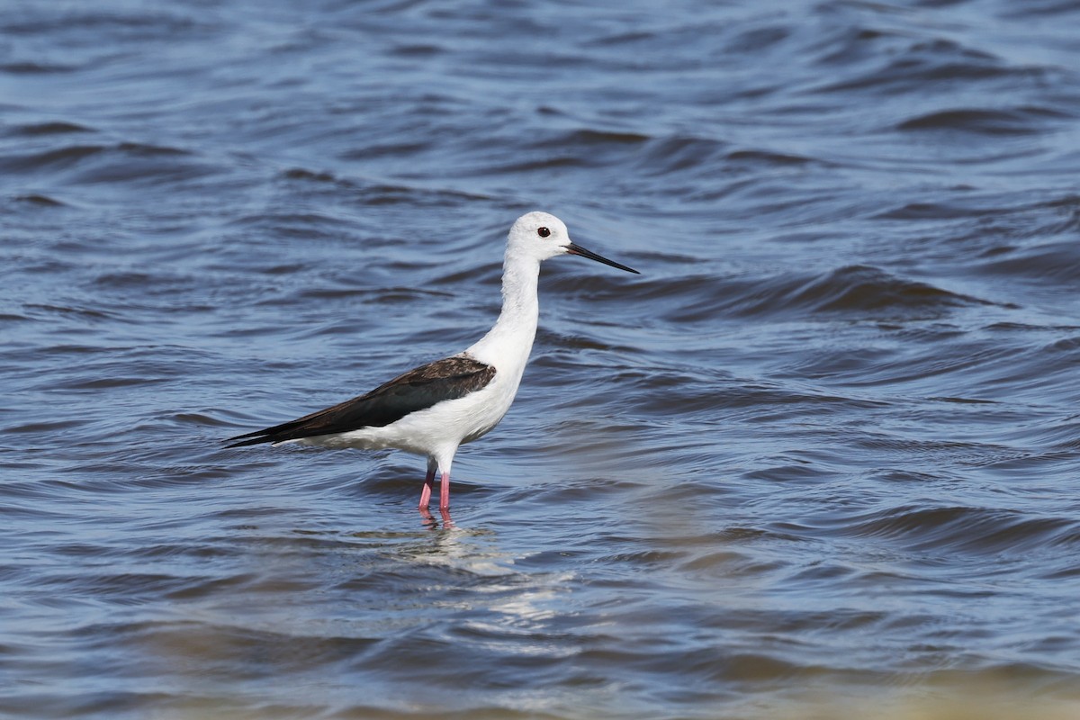Black-winged Stilt - ML645366692