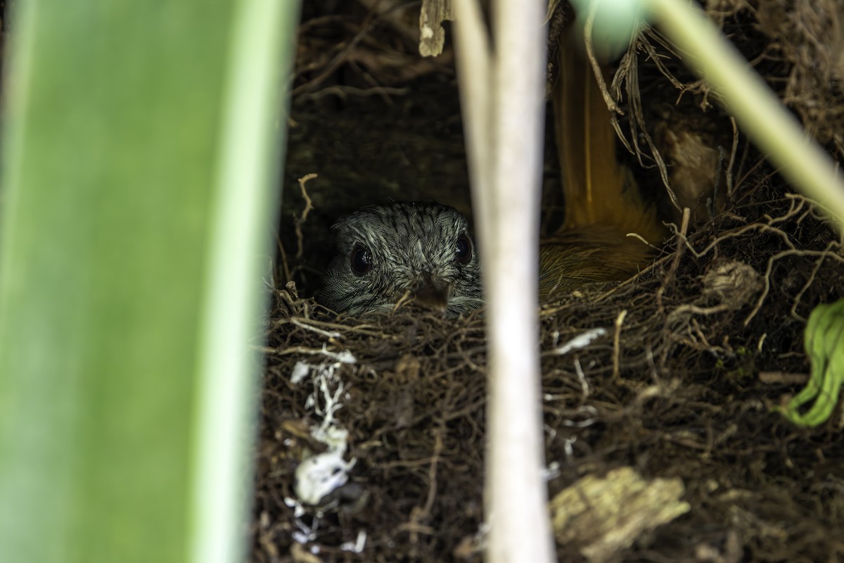 Euler's Flycatcher - ML645366694