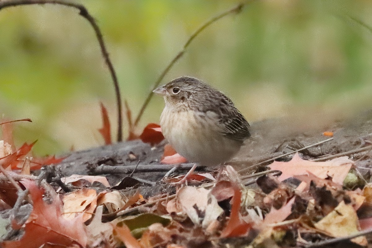 Grasshopper Sparrow - ML645366697