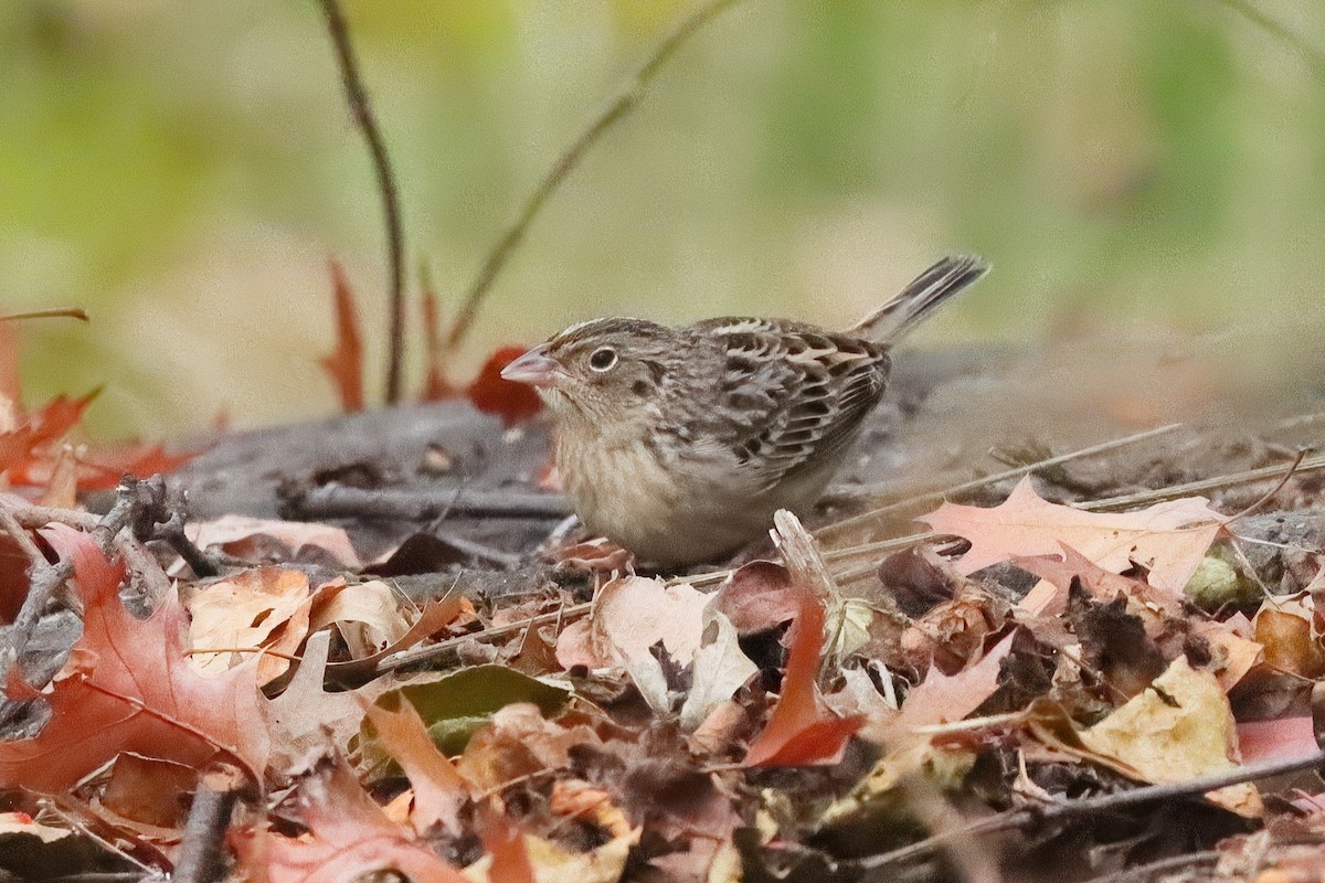 Grasshopper Sparrow - ML645366698