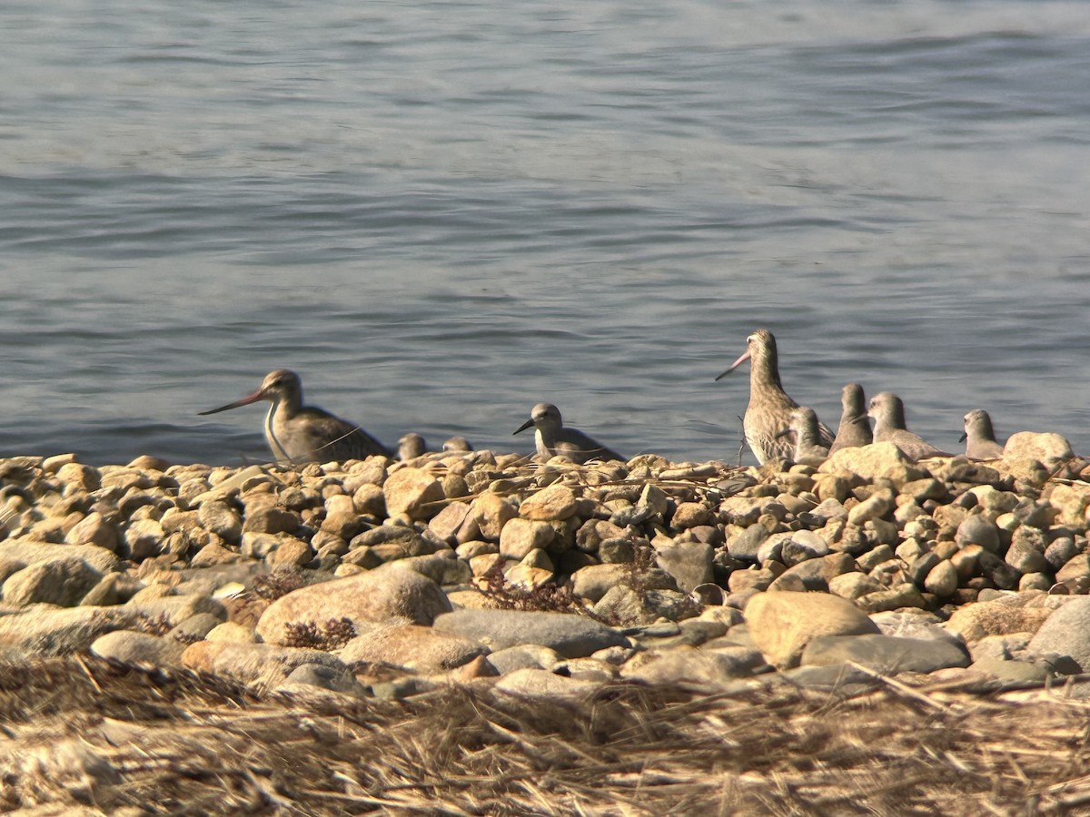 Bar-tailed Godwit - ML645366701