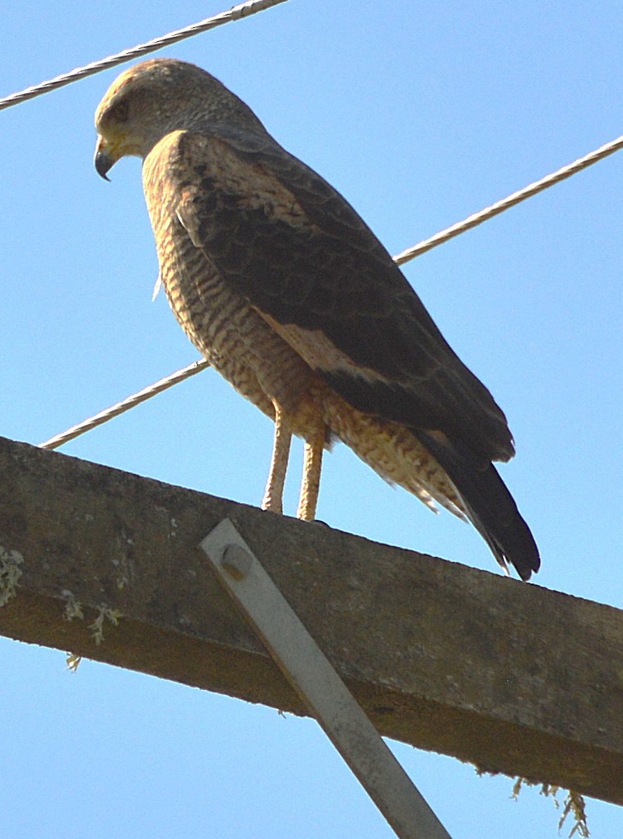 Busardo Sabanero - ML645366708