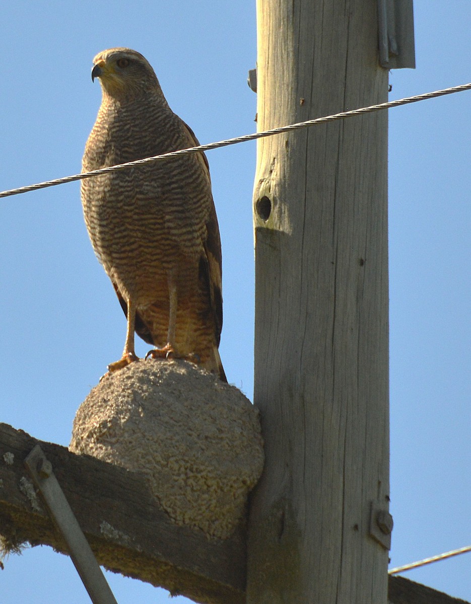 Busardo Sabanero - ML645366709