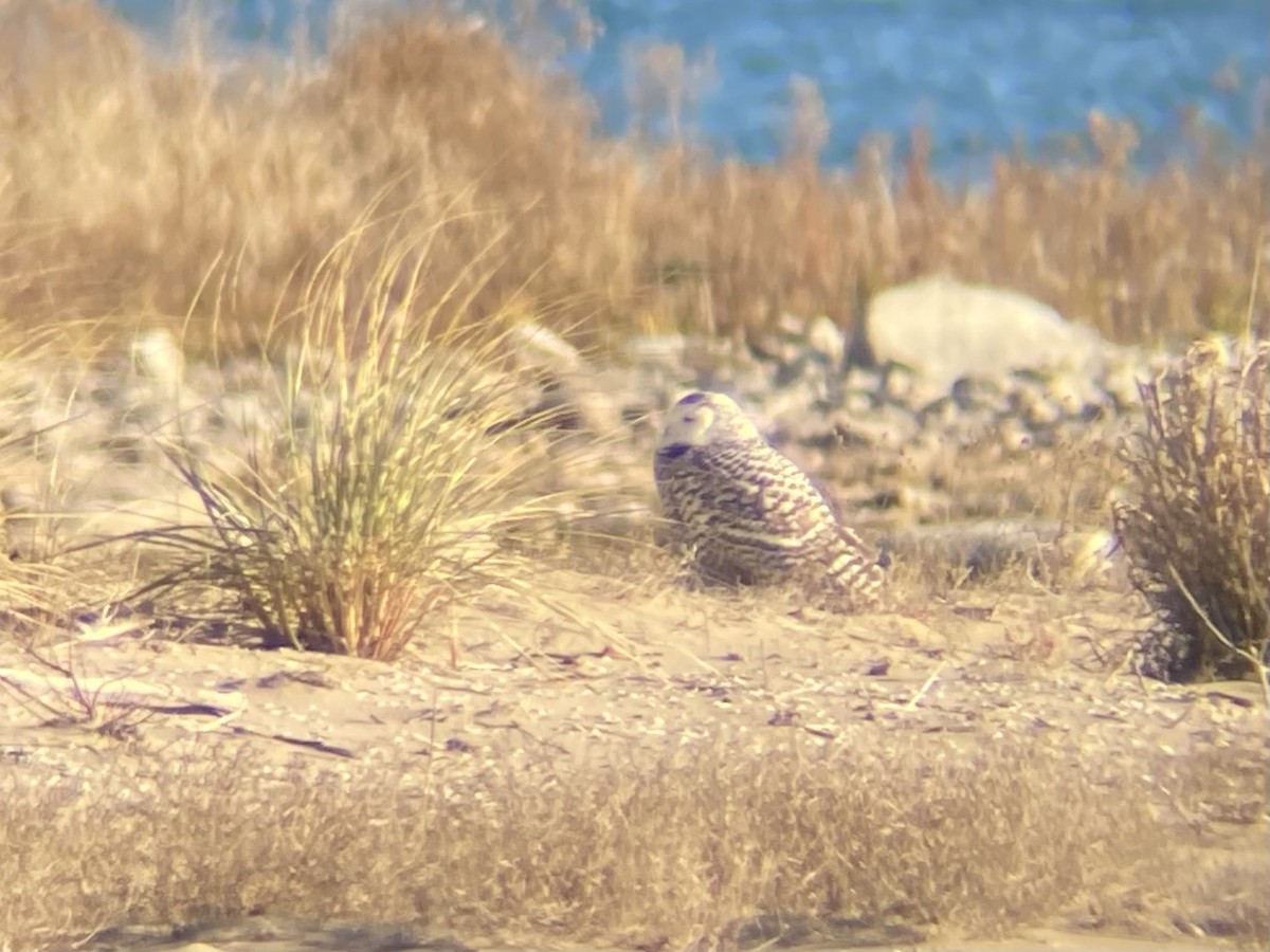 Snowy Owl - ML645366712