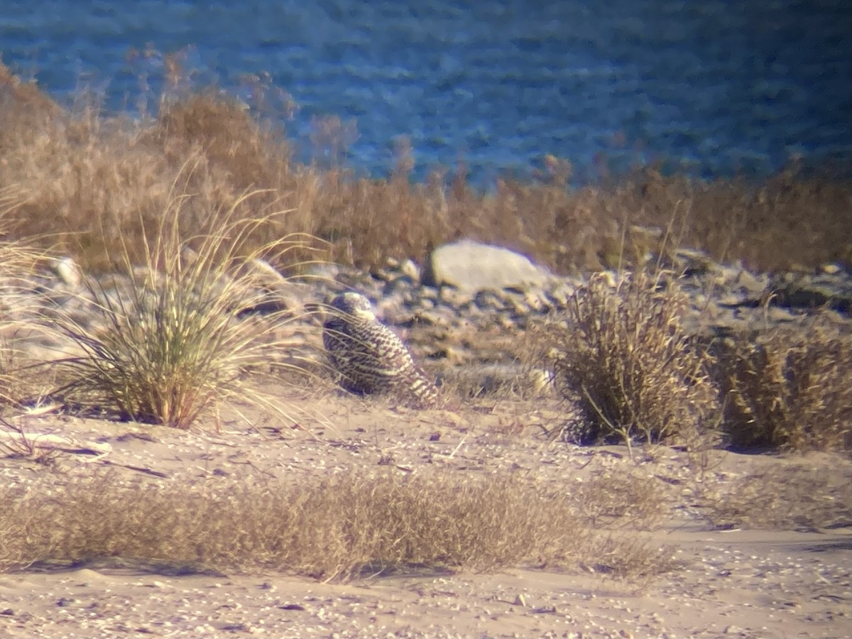 Snowy Owl - ML645366713