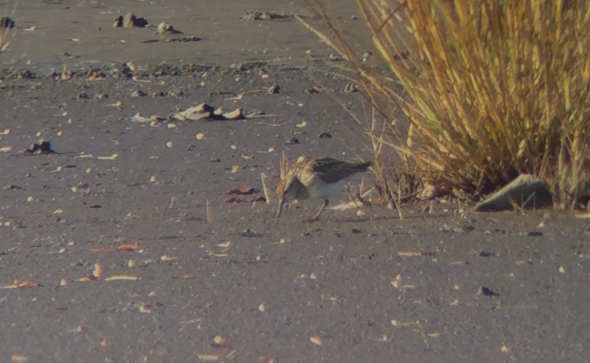 尖尾濱鷸 - ML645366714