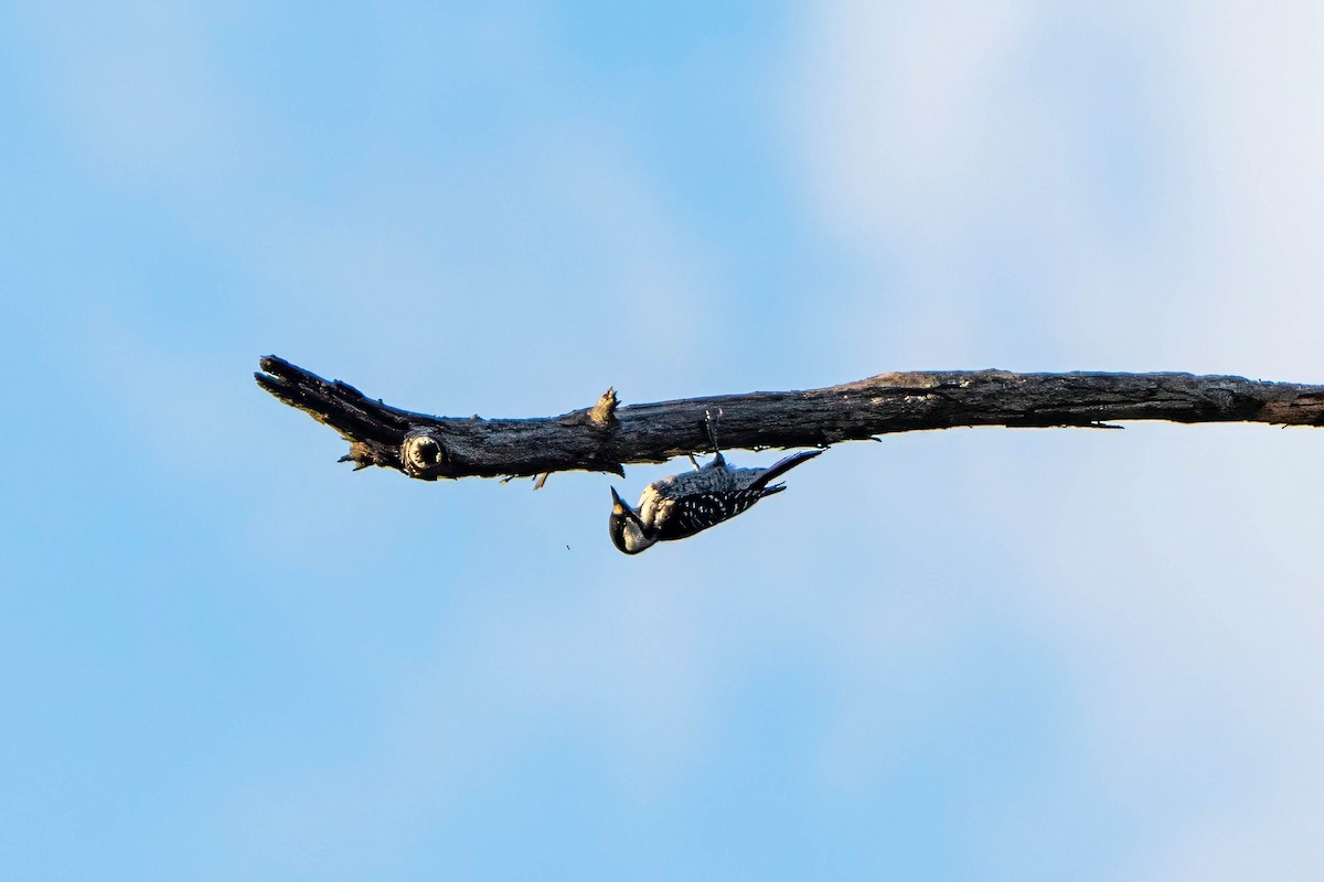 Red-cockaded Woodpecker - ML645366717
