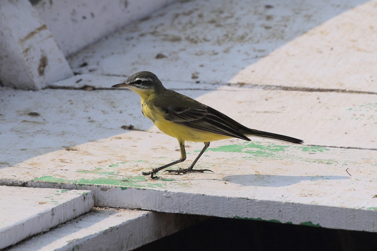 Western Yellow Wagtail - ML645366718