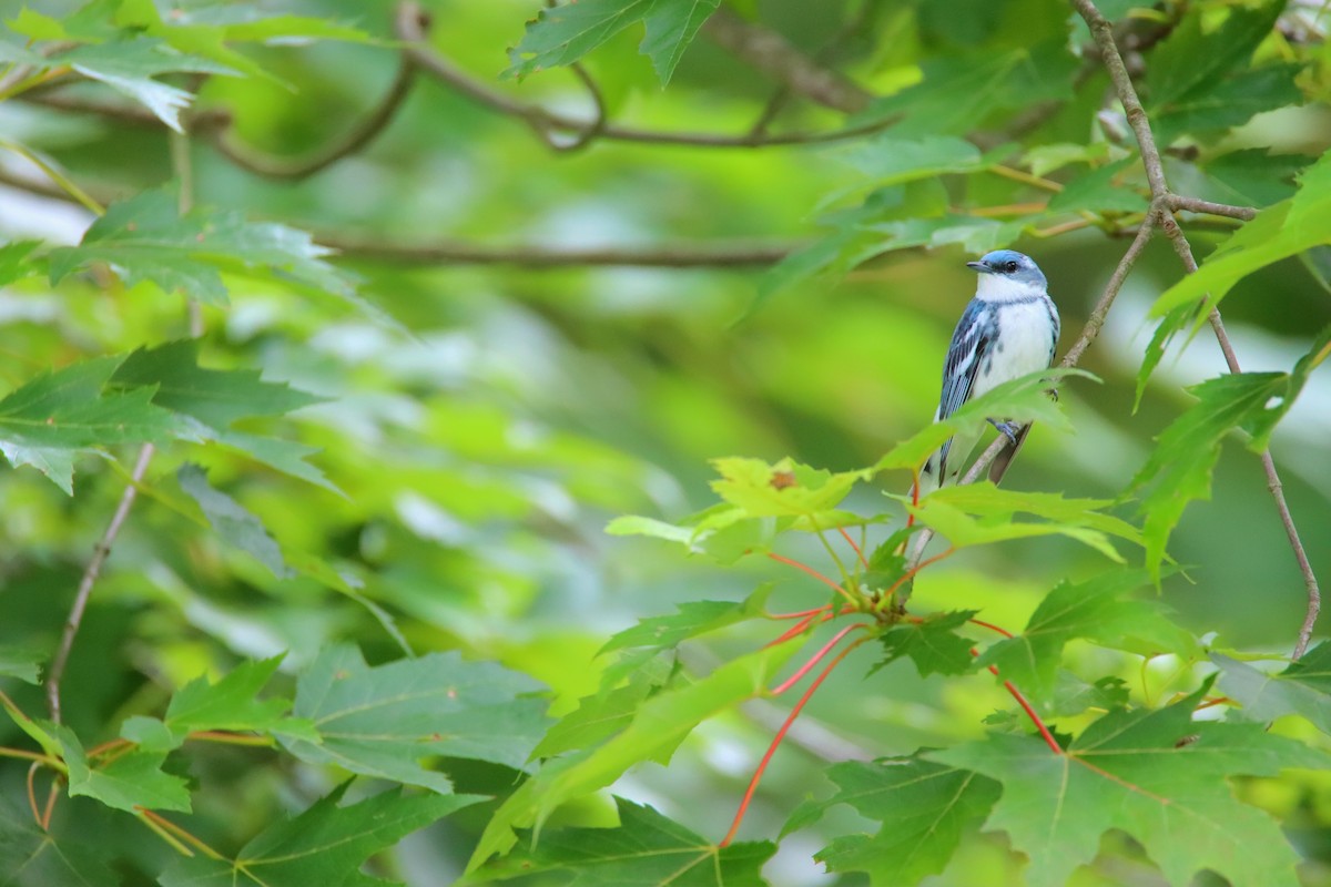 Cerulean Warbler - ML645366733