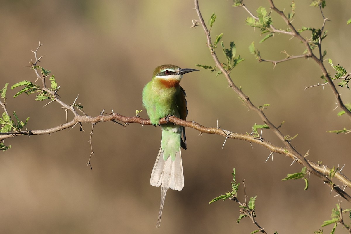 マダガスカルハチクイ - ML645366752