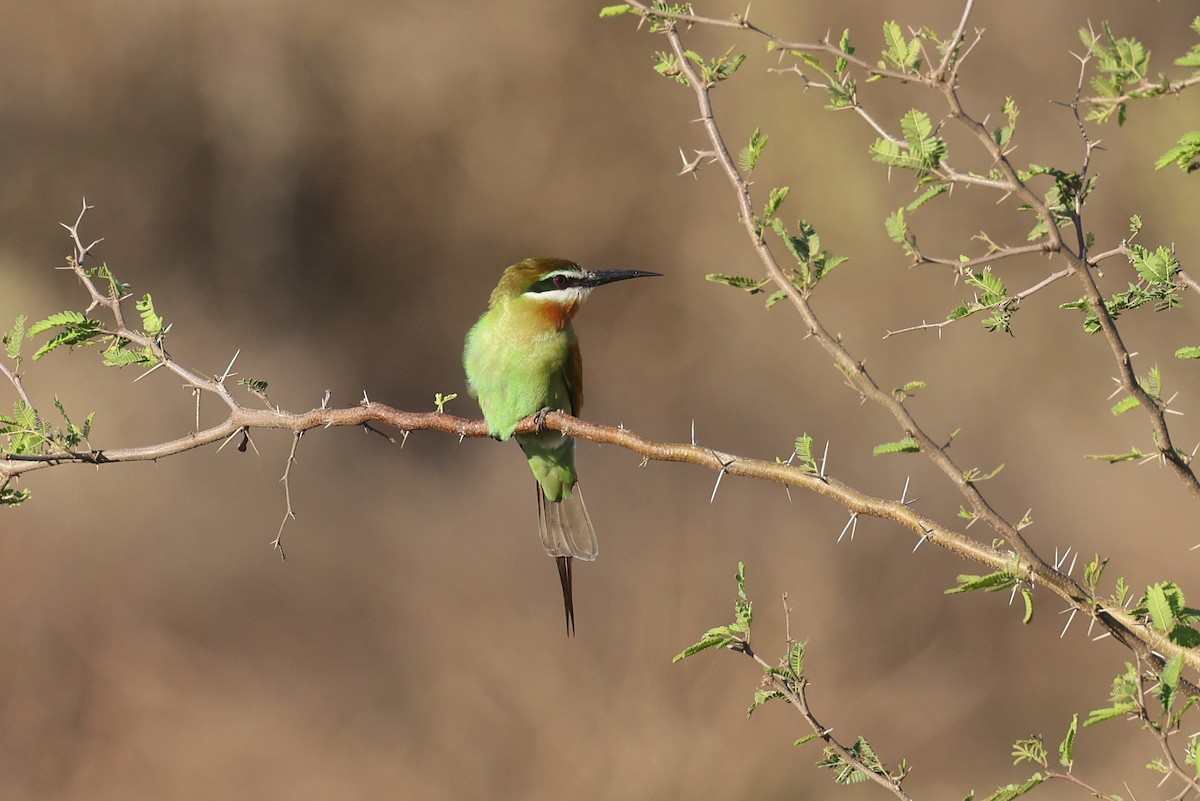 マダガスカルハチクイ - ML645366753