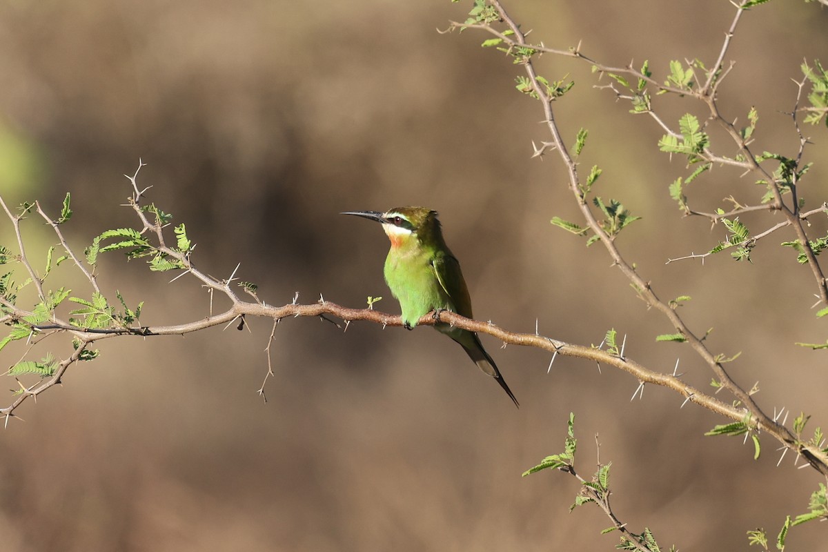 マダガスカルハチクイ - ML645366754