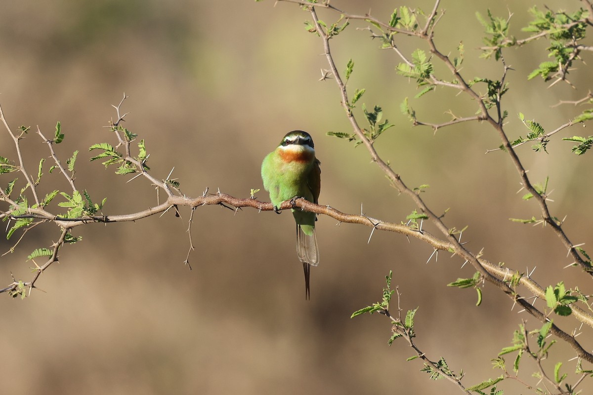 マダガスカルハチクイ - ML645366755