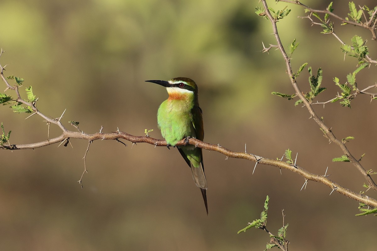 マダガスカルハチクイ - ML645366756